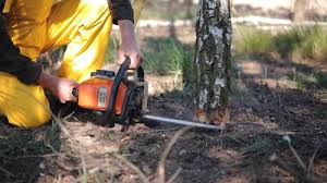 Why Choose Our Tree Removal Services in Spring Green, WI?